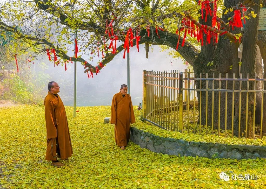 确山北泉寺银杏树图片