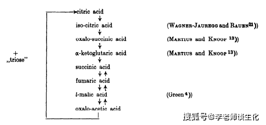 krebs在论文中提出的柠檬酸循环图示,引自 enzymologia.