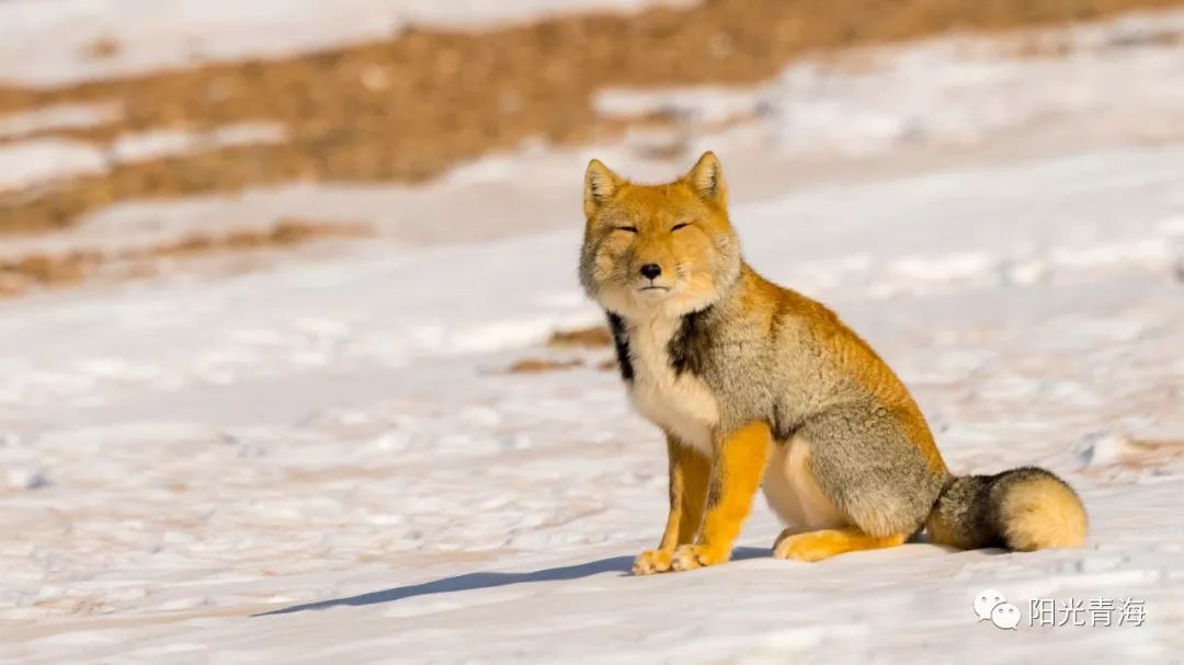行走的藏狐丨青海摄影师近距离拍到藏狐