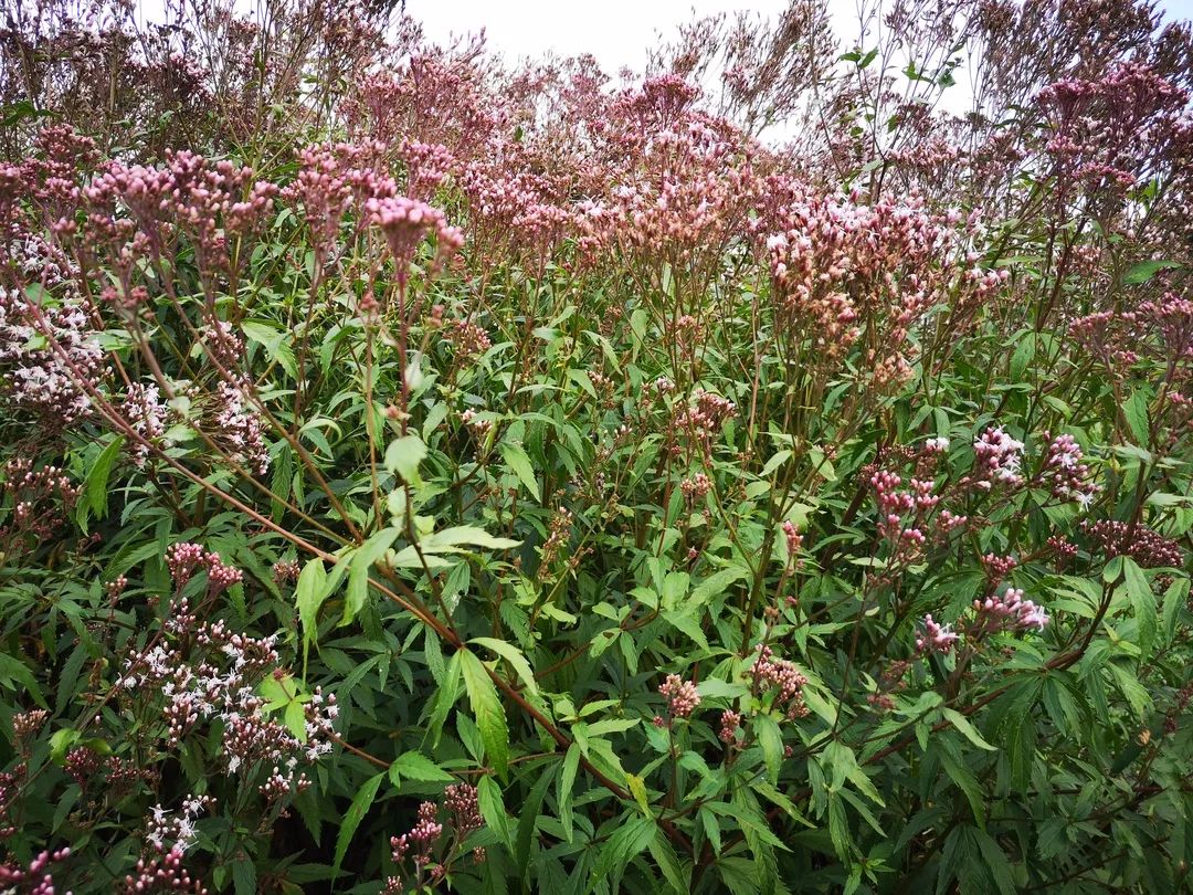 一日一味药一日一芳香水上森林中草药资源之佩兰