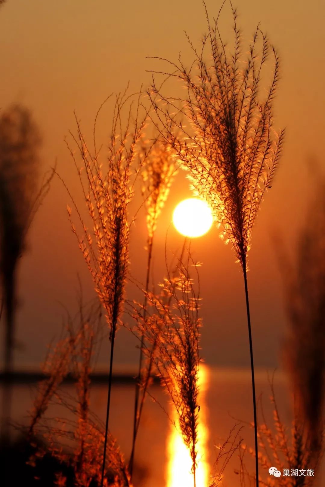 遇见夕阳下的芦苇花,邂逅最美的时光!