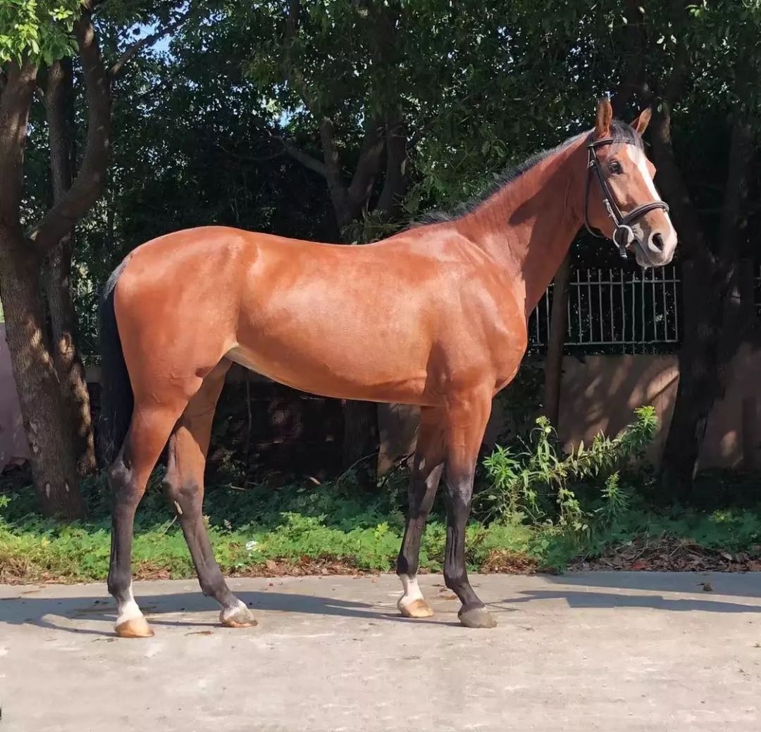 在售| 精品温血马 — 摩登女神(更新视频)