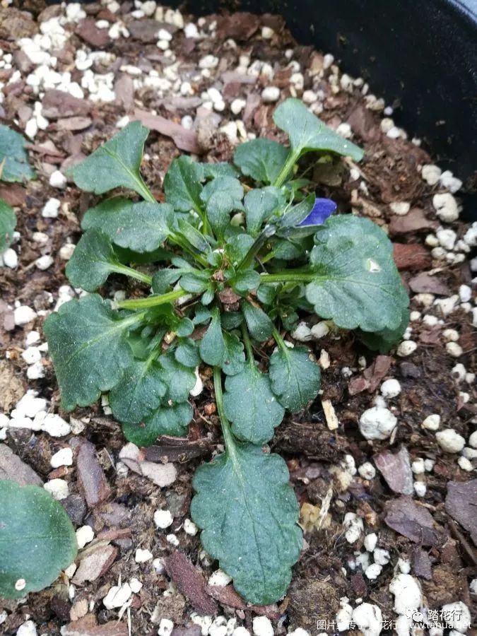 角堇的种植播种分苗打顶开花