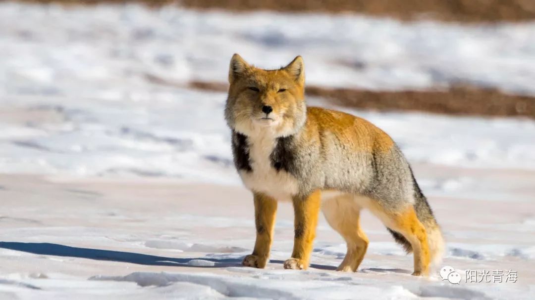 行走的藏狐丨青海摄影师近距离拍到藏狐