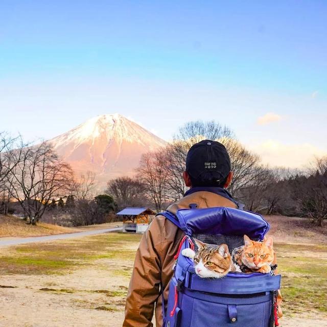 活得不如貓：此貓8年不是旅行就是在旅行的路上，打卡上千地點 寵物 第8張