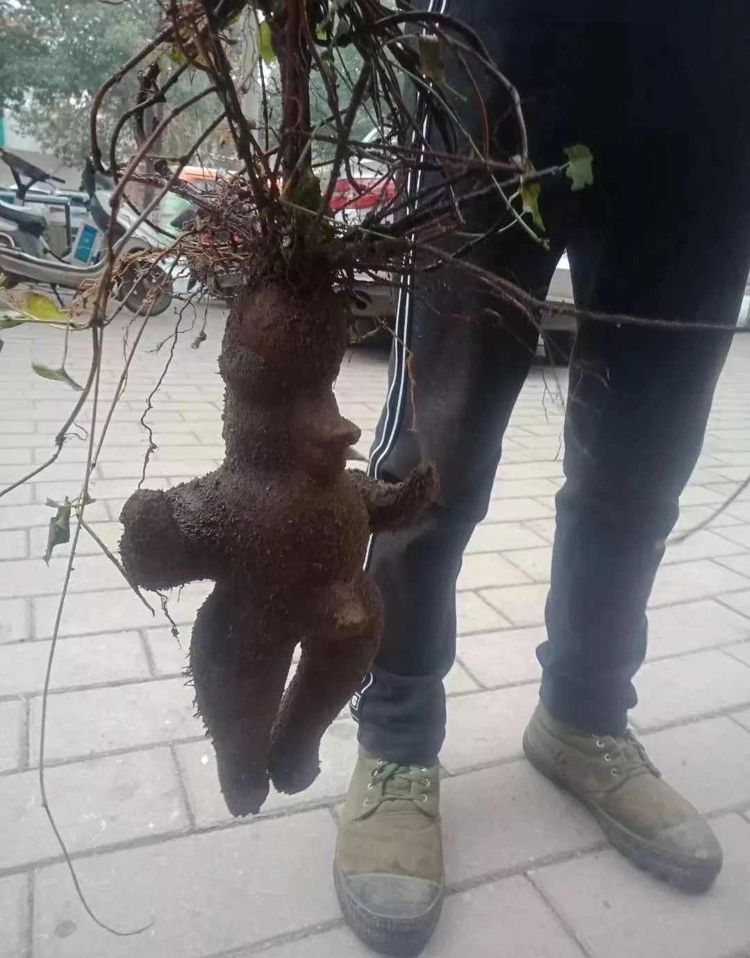 汉中一工地挖出一棵人形何首乌,目测有七八斤重!