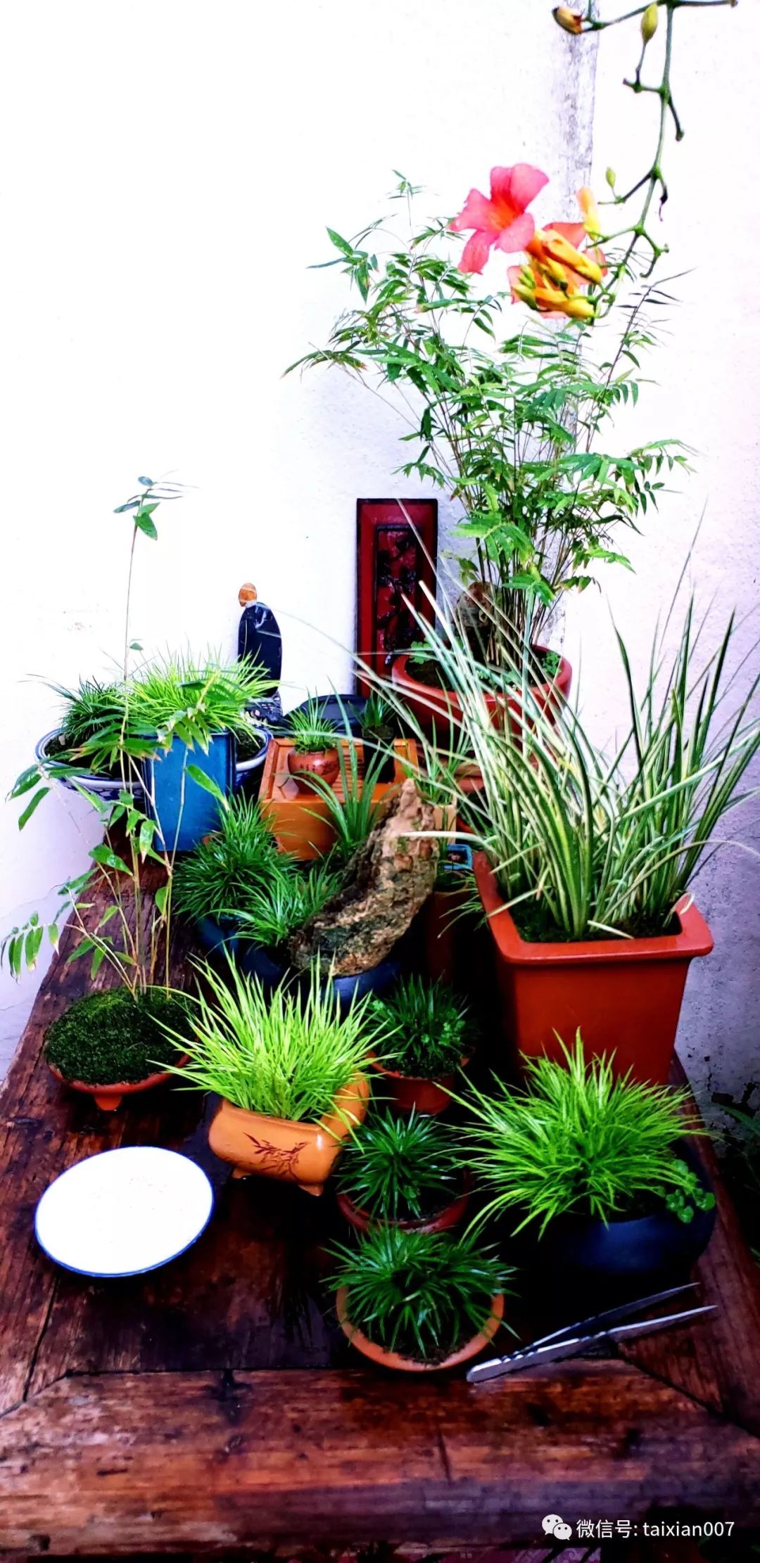 五阁堂菖蒲作品欣赏