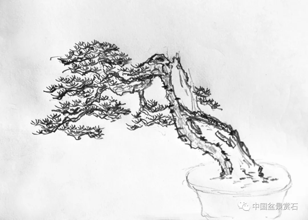 看樊顺利如何将日本五针松改作成中国风