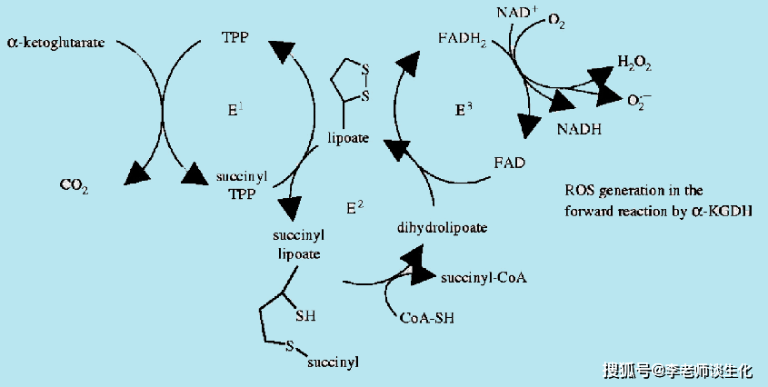 三羧酸循环全过程图片