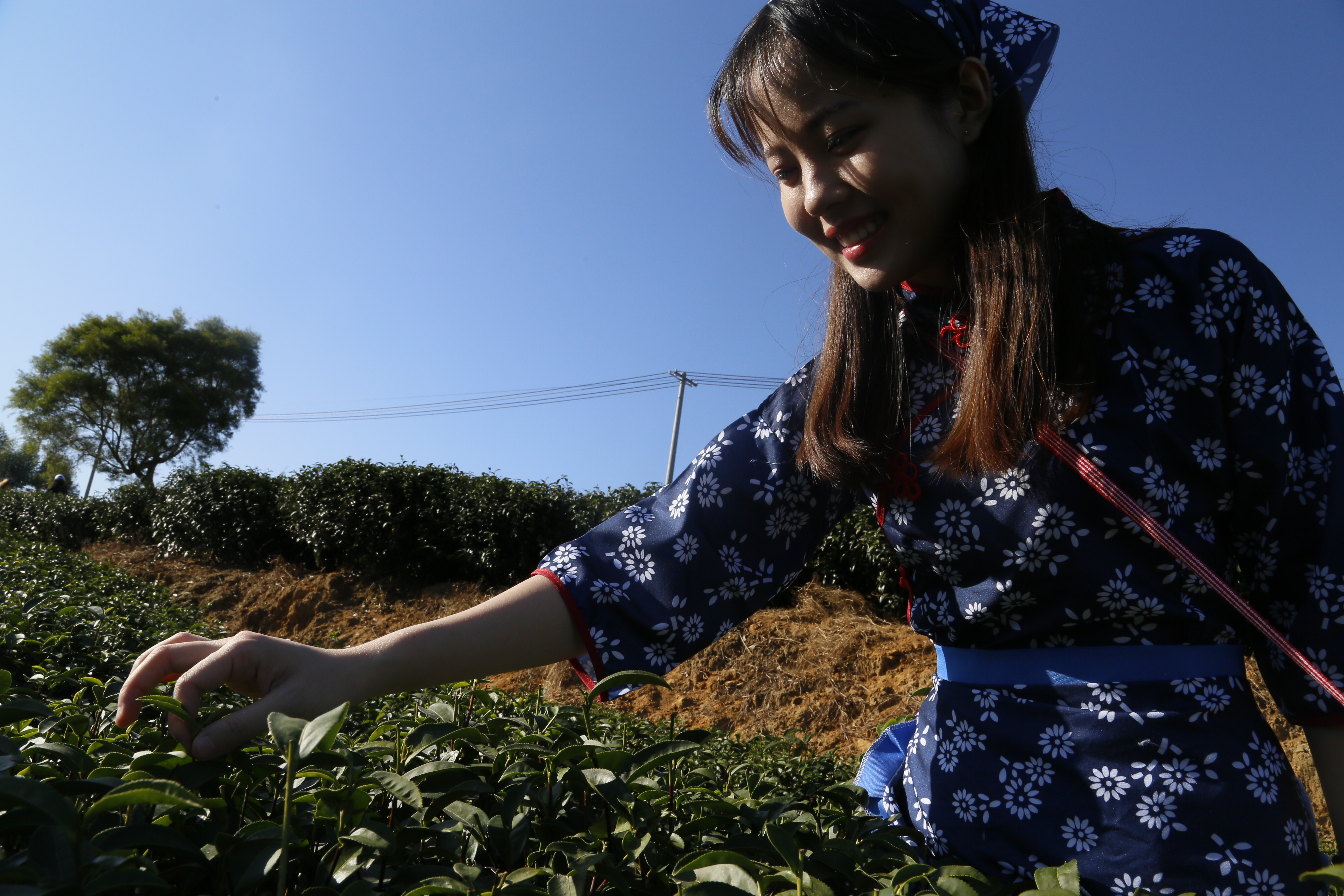 沐林听风茶业创始人自白,1000亩全有机茶园,采茶姑娘抢先看!