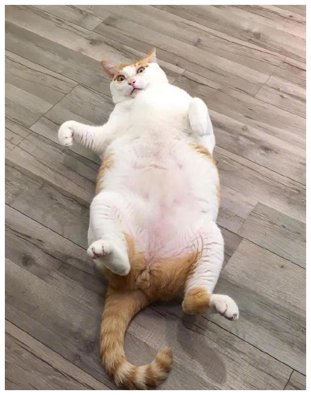 网友家猫咪像平时一样坐着没想到却暴露了一个真相