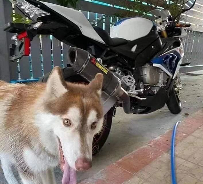 花26万刚提的宝马摩托车却被哈士奇咬成破车网友这狗真纯