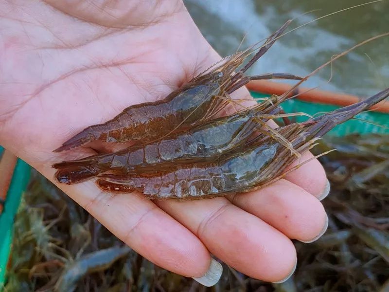 環溝直放抱卵蝦,降低80%的水,肥,魚藥資源消耗,這模式你看好嗎?