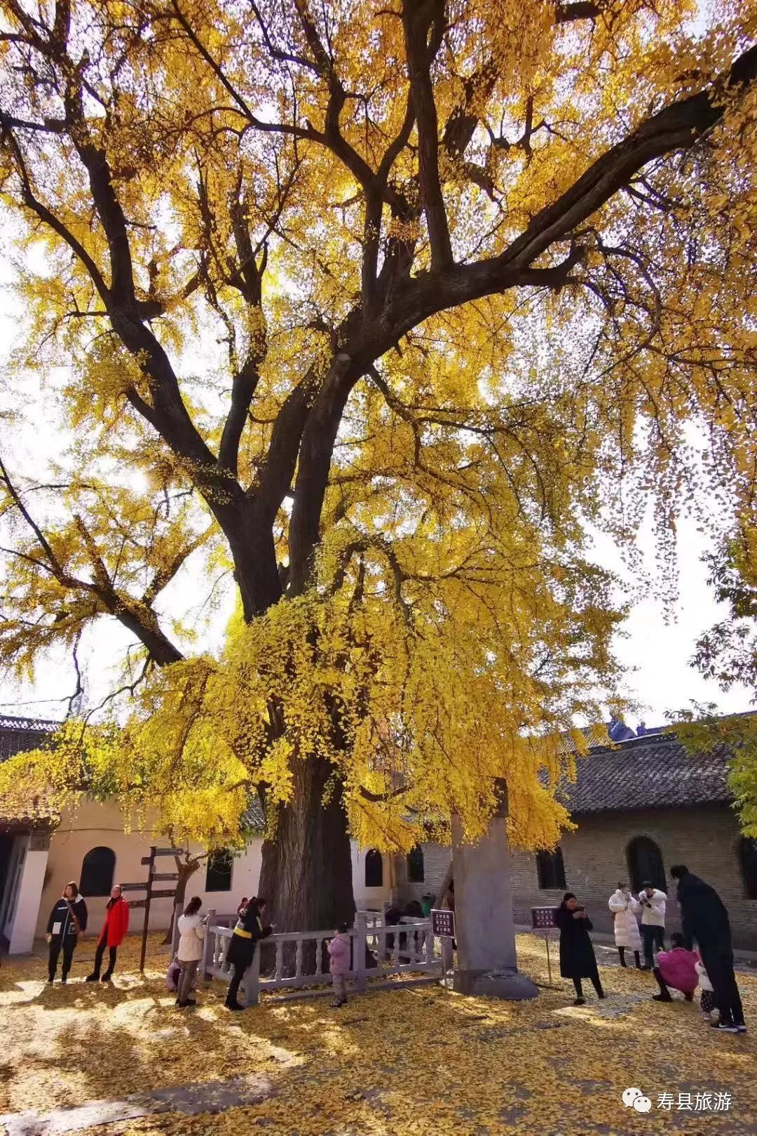 阜新市报恩禅寺图片