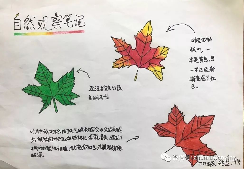活动中布置了学生记录观察自然笔记的任务,学生们的作品立意深刻,角度