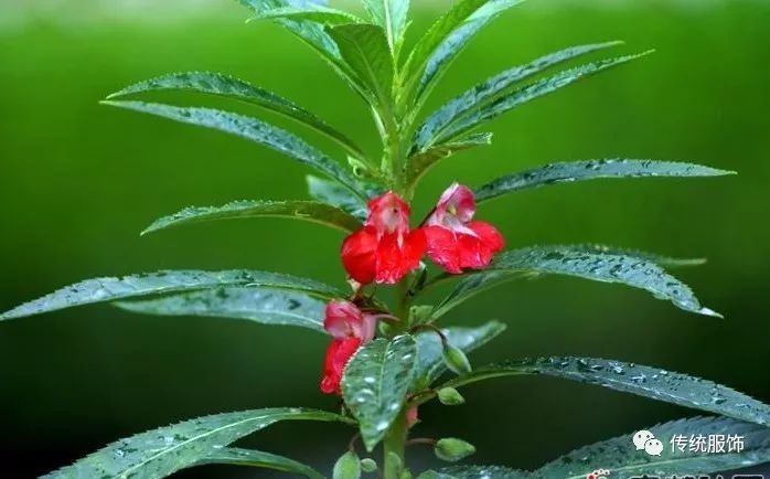 凤仙花染甲 / 网络可植物染真的很遥远么?