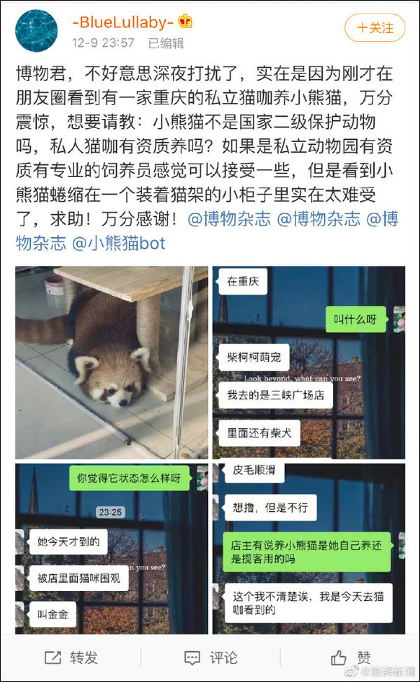 重庆猫咖饲养二级保护动物小熊猫，国家林业局：严肃追查
