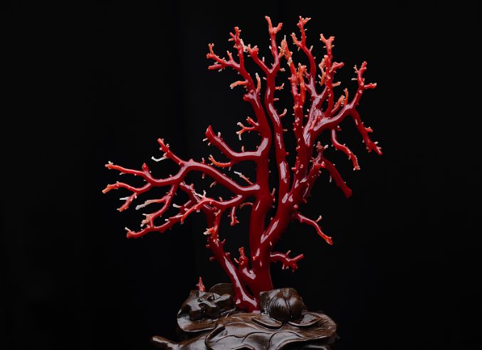 扎心了花32万元买的红珊瑚竟是玻璃做的可怕