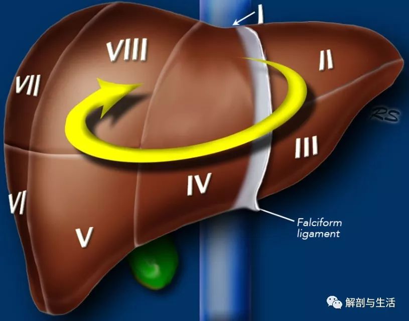 肝脏s4段位置图图片