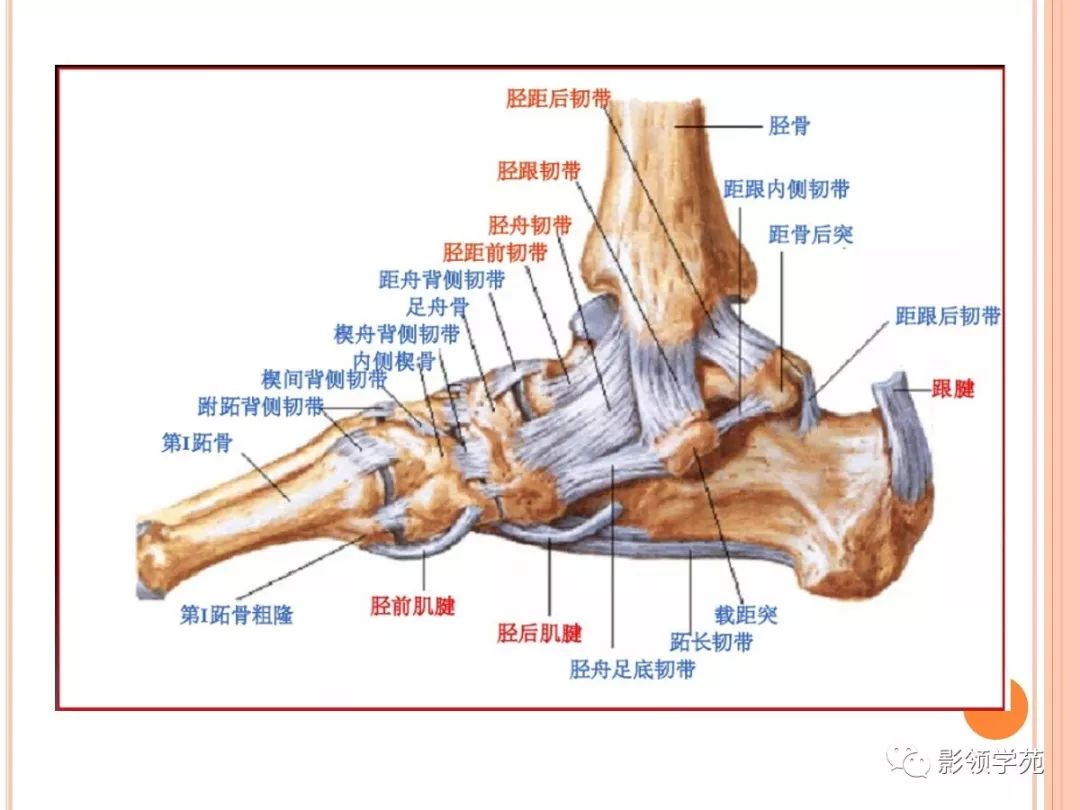 踝关节(ankle joint,由胫,腓骨下端的关节面与距骨滑车构成,故又名