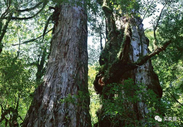 世界上最坚硬的树木子弹打上去也只有淡淡的痕迹要怎么砍伐