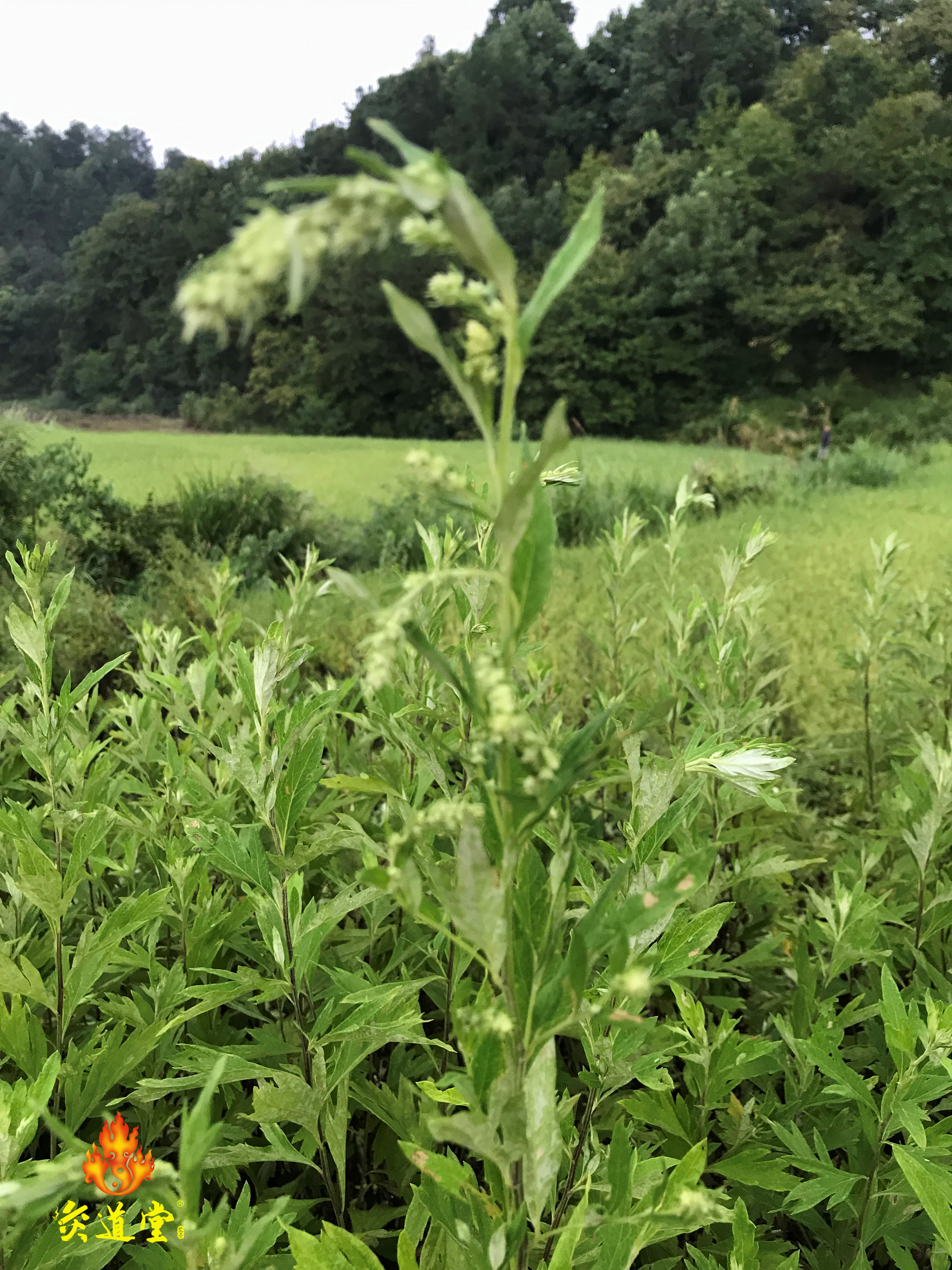 蕲艾艾根和艾草种子哪里有卖蕲艾艾草种植的方法