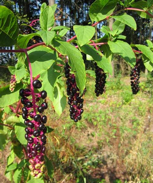 商陆,长得像紫"葡萄",到底有没有毒?