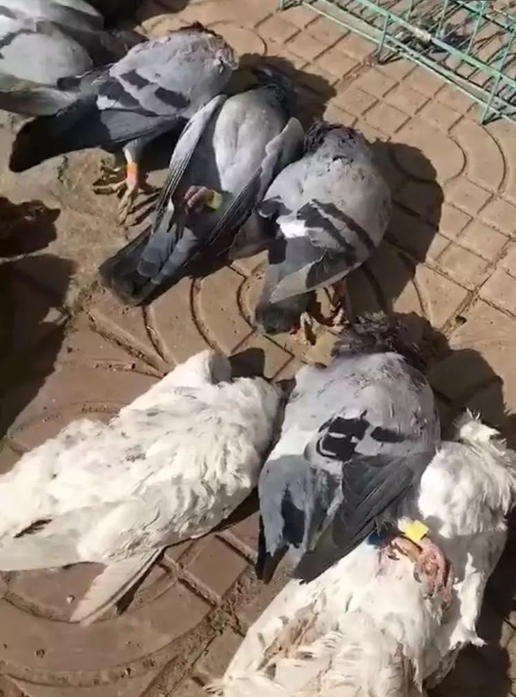 或致死,经过多天的蹲守,终将"犯罪分子"抓获,并将其临时喂养在鸡笼中