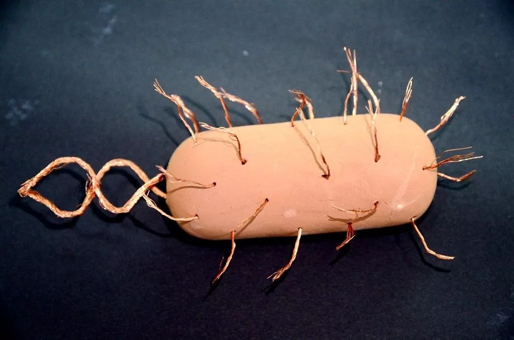 塑生物之形,展擎云之美—二十中学高一年级生物模型构建