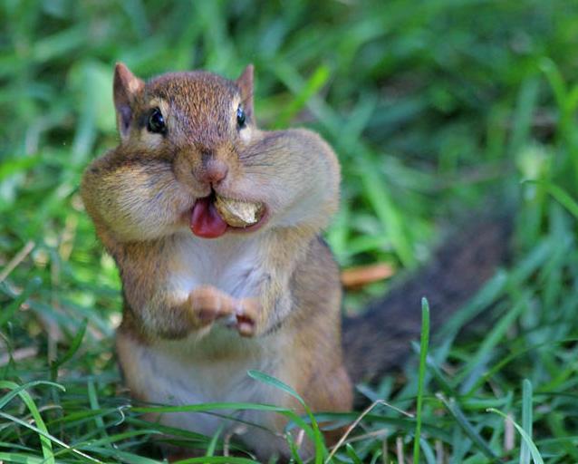 这只松鼠为了吃的把嘴巴都快要撑爆了.