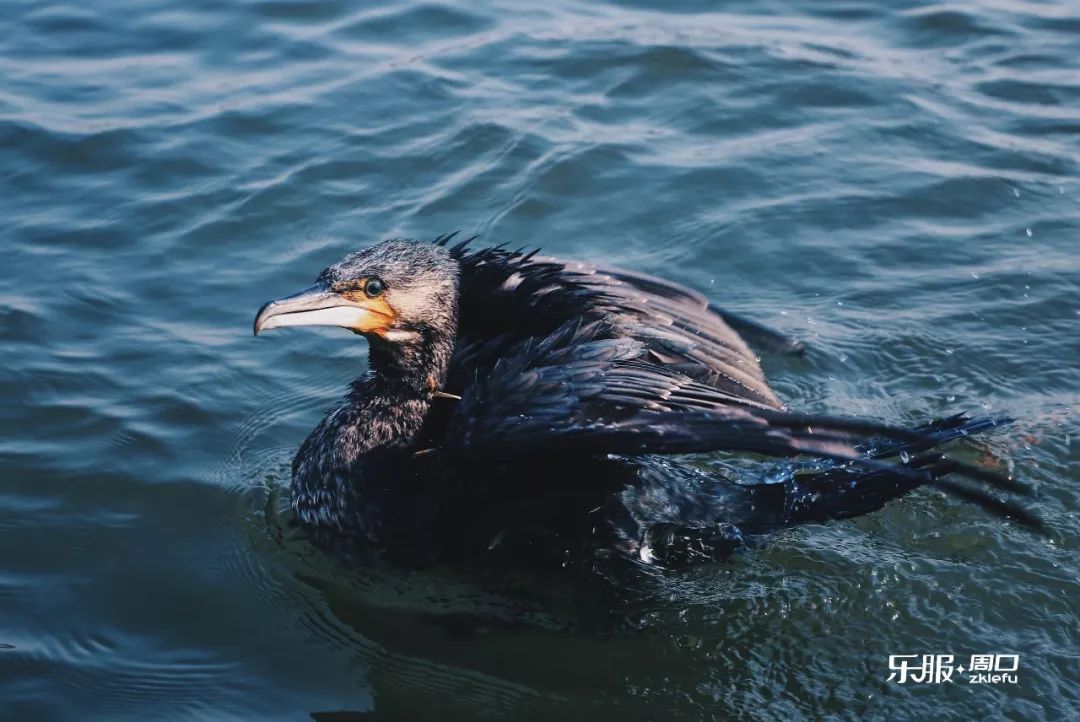 一条船六只鹰探访沙颍河北岸这组原始拍档的肆意人生