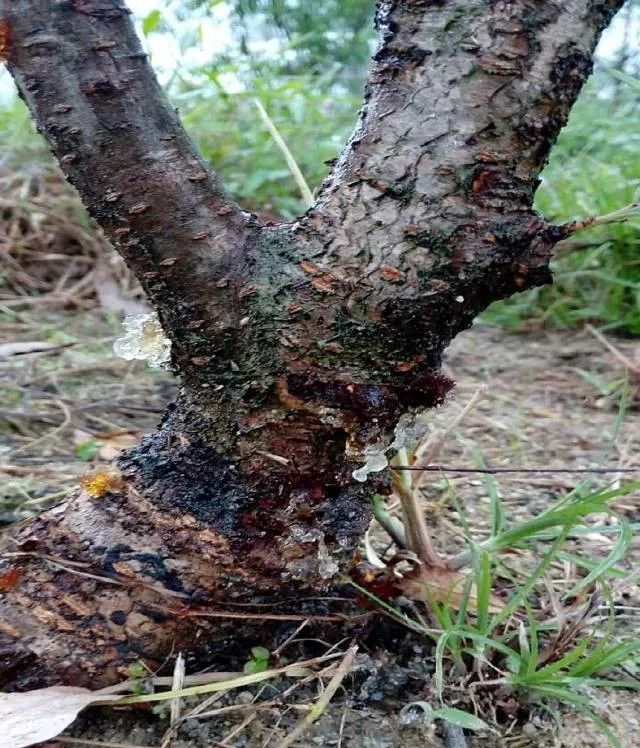 果树流胶病全解