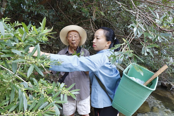 苗清風:承千年苗藥文化 啟百年健康人生