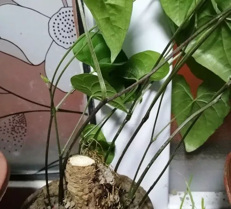 风雅亭沈芳山药藤