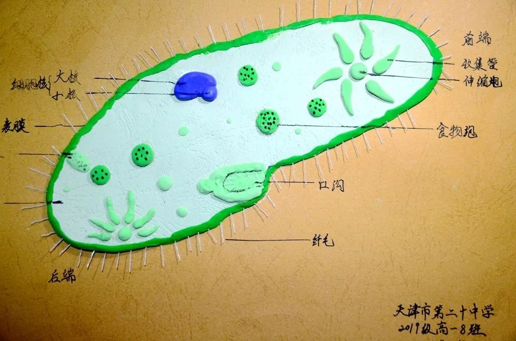 8班阎旭利用与神经元树突,轴突外形相似的毛线和易于塑形的超轻粘土