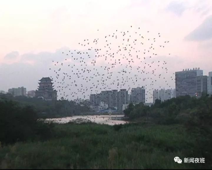 蛇、松鼠、黑翅鳶、小浣熊齊上陣……動物出沒請注意！ 寵物 第2張