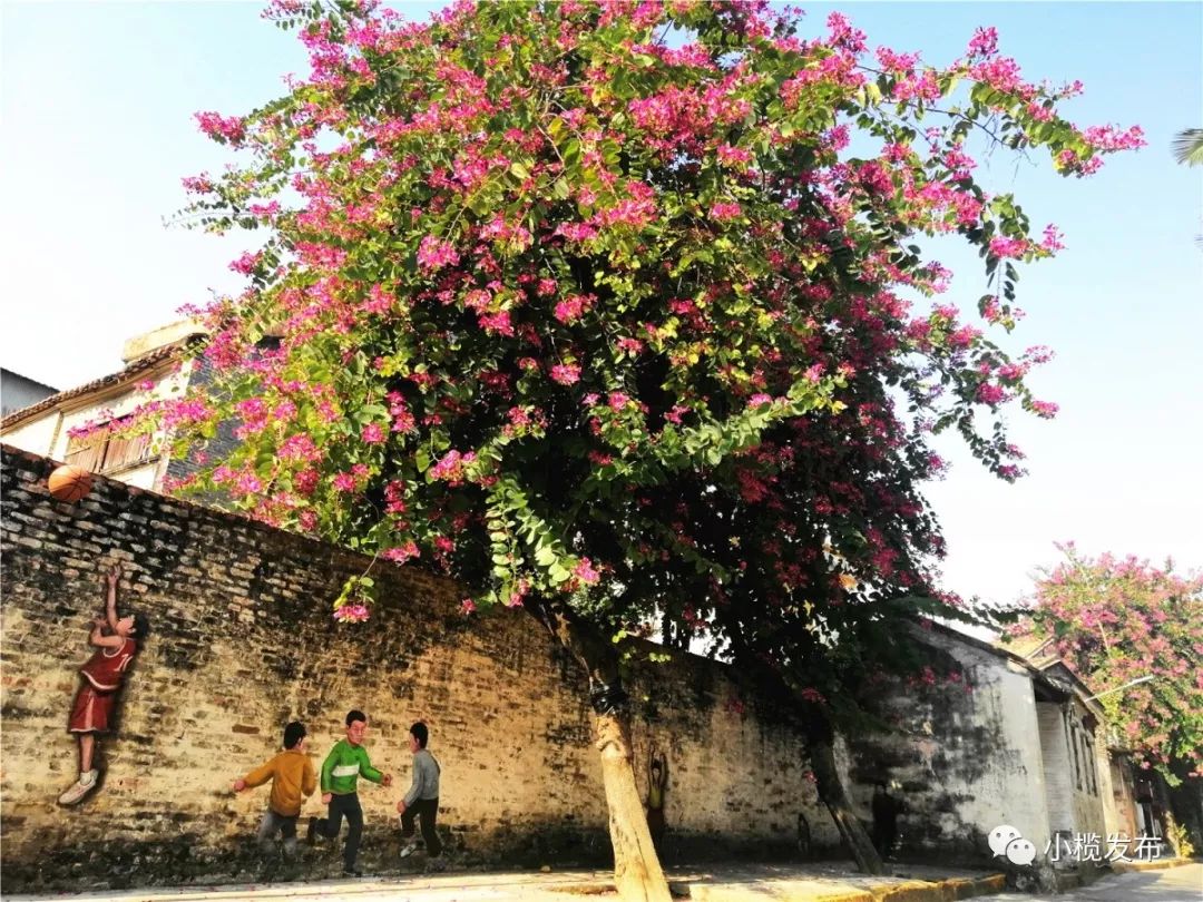 康公路上更有"紫荆花 墙绘"满树繁花自成一景深紫色的花朵笑脸迎人