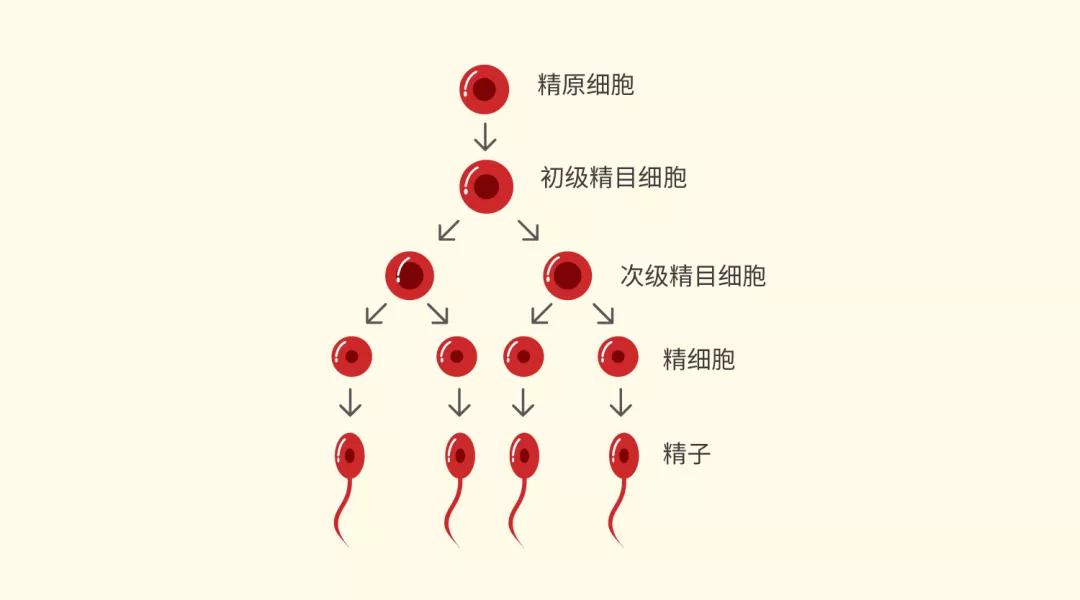 精原细胞形成精子过程图片