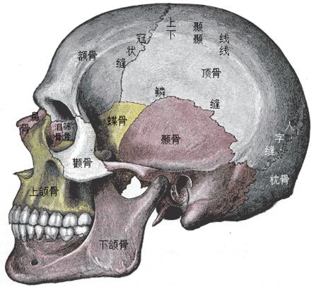 其实额头的部分不光是填充额头就能解决,要看整个颅骨整体的审美