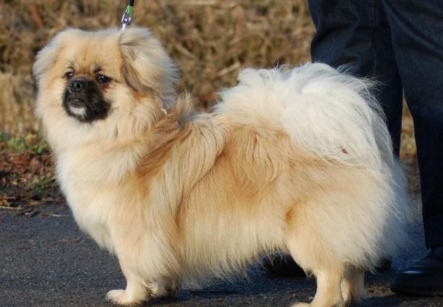 西施犬西施犬比較常見,它們被看作是拉薩犬和京巴犬的雜交品種,別看