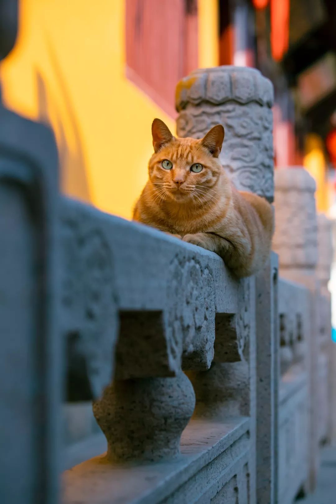 苏州西园寺里的猫图片