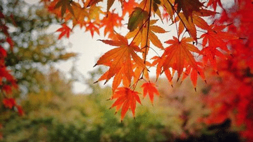 红叶千枝复万枝,寒冷秋风袭树丛!深秋时节,感受最美的视觉盛宴!