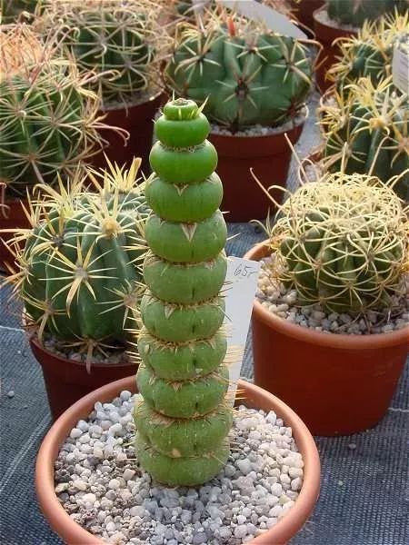 原创看着丑萌的几种多肉很少人养你能认出它们的名字么