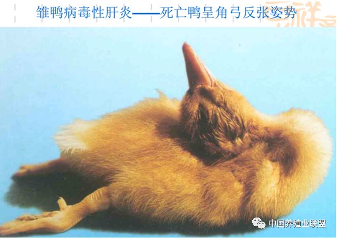 鸭肝脏斑点状出血17,鸭瘟鸭瘟是由鸭瘟病毒(一种疱疹病毒)引起的急性