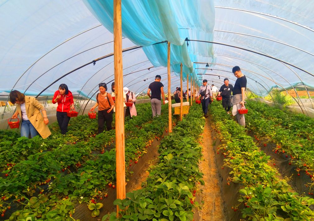 草莓采摘季,盘点昆明周边的草莓园