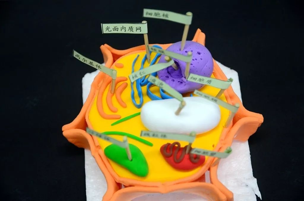 塑生物之形展擎云之美二十中学高一年级生物模型构建