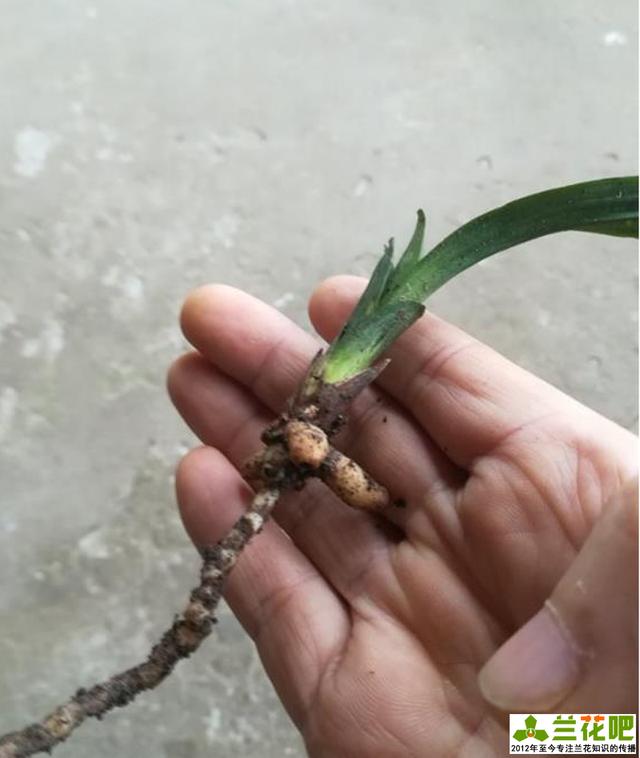 颜色常呈现白色,黄色,黄白色,褐色等,兰花的苗就是从龙蛋上面萌发出来