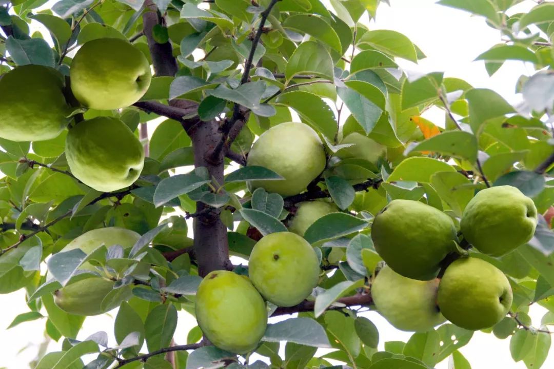 安康日报头版头条关注白河苏陕协作工作