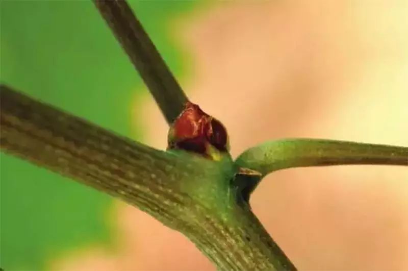 葡萄开花结果的特性 你应当了解 花序