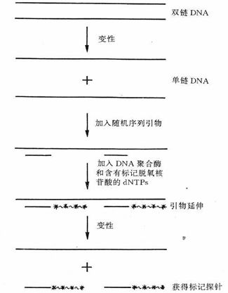 平移法制备dna探针原理示意图fish探针种类也分为dna探针与rna探针